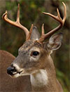 Hunting In The Great Outdoors
