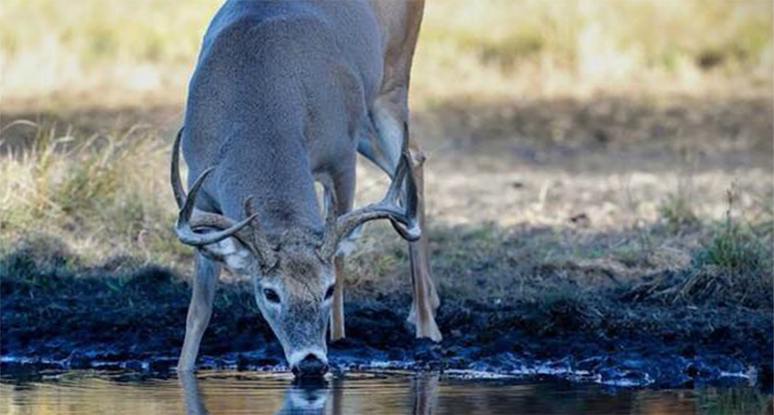 The Buck Stops Here